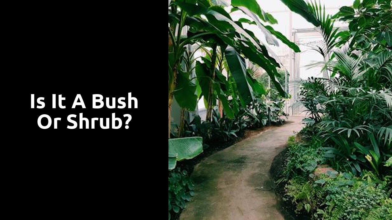 Is it a bush or shrub?